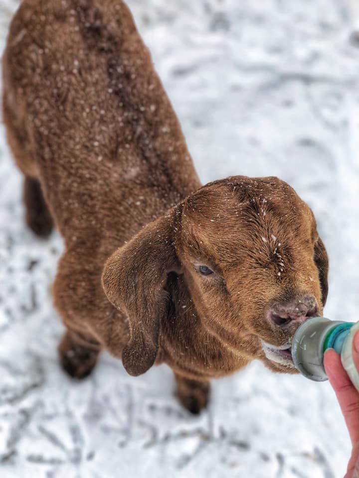 Alyssa Elder Babys first snow! Benton city wa.jpg